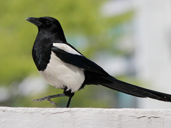 Presence of the Magpie